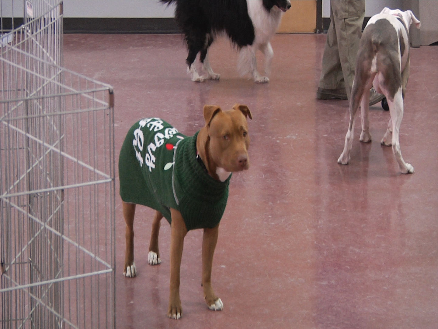 pit bull